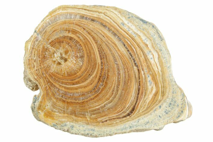 Polished Aragonite Stalactite Slice - Morocco #371051
